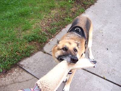 Durable Jute Bite Tug (Tag) for Dog Bite Skills Improvement