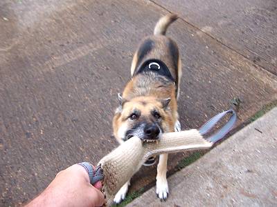 Durable Jute Bite Tug (Tag) for Dog Bite Skills Improvement