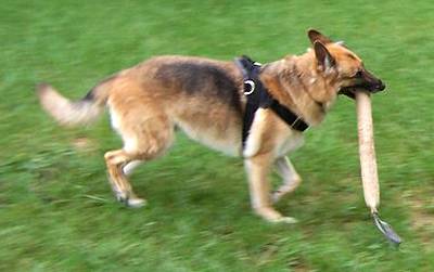 dog-training-jute-bite-tug