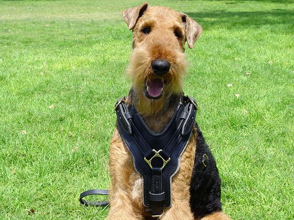 Leather Airedale Terrier Harness with Optional Handle