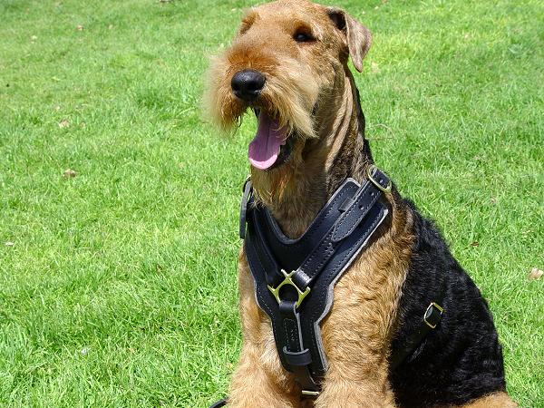 Leather Training Airedale Terrier Harness