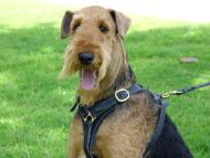 Comfortable German Shepherd Tracking Harness Made of Genuine Leather