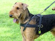 Tracking/Pulling/Walking Leather Dog Harness