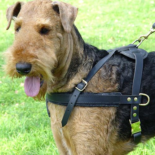 Pulling Airedale Terrier Harness Made of Leather