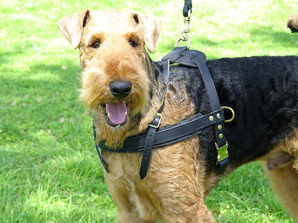 Tracking Airedale Terrier Harness