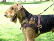 Tracking / Pulling / Agitation Leather Dog Harness For Airedale Terrier H5