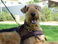 Comfortable Dog Harness for Pulling, Tracking and Walking