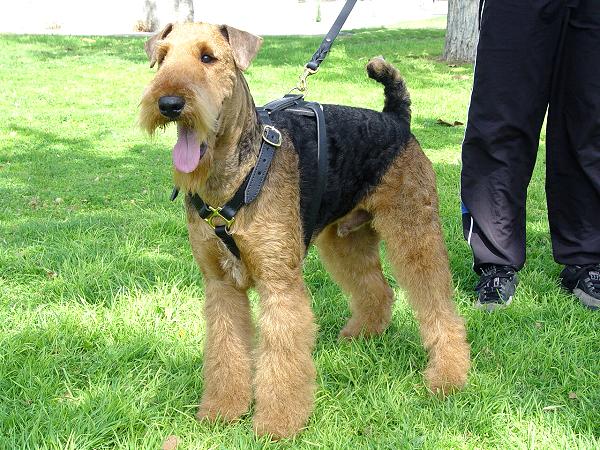 Airedale Terrier Harness for Tracking