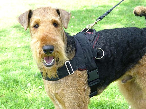 Adjustable Nylon Airedale Terrier Harness