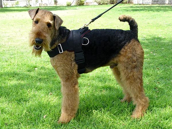 Pulling Airedale Terrier Harness