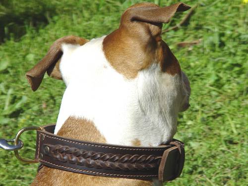 Leather Amstaff Collar Braided