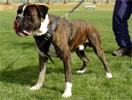 Boxer leather dog harness