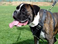 Boxer training dog harness