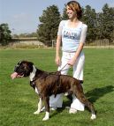 Boxer dog harness