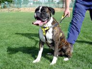Tracking dog harness made of leather And Created To Fit Boxer H3_1