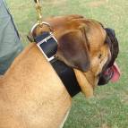 padded nylon dog collar