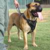 Bullmastiff Training Harness for Police and Service Dogs