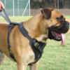 Agitation / Protection / Attack Leather Dog Harness Perfect For Your Bullmastiff H1