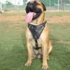 Agitation / Protection / Attack Leather Dog Harness Perfect For Your Bullmastiff H1