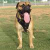 Bullmastiff Leather Harness for Dog Training