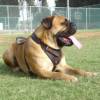 Bullmastiff Training Leather Dog Harness with Wide Chest Plate