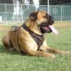 Agitation / Protection / Attack Leather Dog Harness Perfect For Your Bullmastiff H1