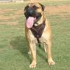 Agitation / Protection / Attack Leather Dog Harness Perfect For Your Bullmastiff H1