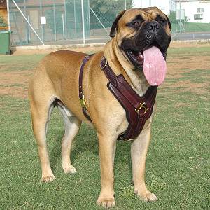 Exclusive Luxurious Handcrafted Padded Leather Dog Harness Perfect  for your Bullmastiff H10