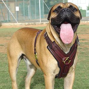 Exclusive Luxurious Handcrafted Padded Leather Dog Harness Perfect  for your Bullmastiff H10