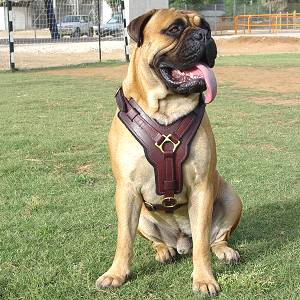 Exclusive Luxurious Handcrafted Padded Leather Dog Harness Perfect  for your Bullmastiff H10_1