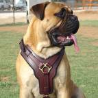 Exclusive Luxury Handcrafted Padded Leather Dog Harness Perfect  for your Bullmastiff