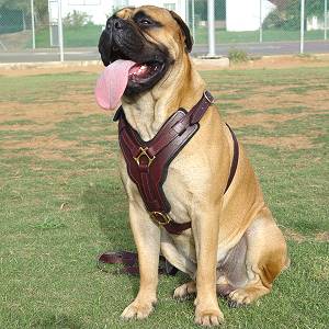 Exclusive Luxurious Handcrafted Padded Leather Dog Harness Perfect  for your Bullmastiff H10_1