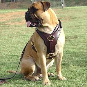 Exclusive Luxurious Handcrafted Padded Leather Dog Harness Perfect  for your Bullmastiff H10_1