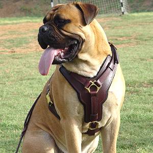 Exclusive Luxurious Handcrafted Padded Leather Dog Harness Perfect  for your Bullmastiff H10