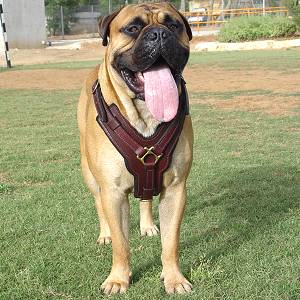 Exclusive Luxurious Handcrafted Padded Leather Dog Harness Perfect  for your Bullmastiff H10_1