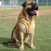 Exclusive Luxurious Handcrafted Padded Leather Dog Harness Perfect  for your Bullmastiff H10
