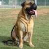 Exclusive Luxurious Handcrafted Padded Leather Dog Harness Perfect  for your Bullmastiff H10_1