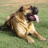 Exclusive Luxurious Handcrafted Padded Leather Dog Harness Perfect  for your Bullmastiff H10