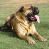 Exclusive Luxurious Handcrafted Padded Leather Dog Harness Perfect  for your Bullmastiff H10_1