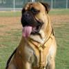 Exclusive Luxurious Handcrafted Padded Leather Dog Harness Perfect  for your Bullmastiff H10