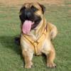 Exclusive Luxurious Handcrafted Padded Leather Dog Harness Perfect  for your Bullmastiff H10_1