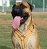 Exclusive Luxurious Handcrafted Padded Leather Dog Harness Perfect  for your Bullmastiff H10