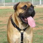 Luxury handcrafted leather dog harness made To Fit Bullmastiff