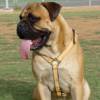 Luxury handcrafted leather dog harness made To Fit Bullmastiff H7