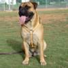 Luxury handcrafted leather dog harness made To Fit Bullmastiff H7