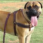 bullmastiff Pulling training Leather Dog Harness