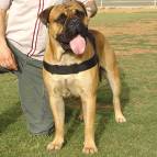 All Weather Dog Harness for Tracking/Pulling; Designed to fit Bullmastiff-H6