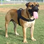 All Weather Dog Harness for Tracking/Pulling; Designed to fit Bullmastiff-H6