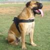 All Weather Dog Harness for Tracking/Pulling; Designed to fit Bullmastiff-H6