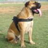 All Weather dog harness for tracking/pulling Designed to fit Akita-H6